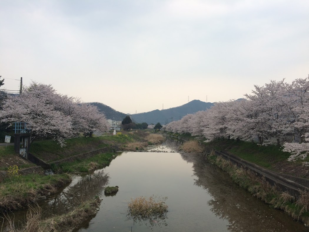 川沿いの満開の桜